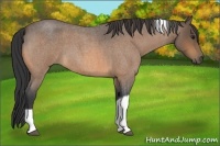 Horse Color:Buckskin Roan Tobiano