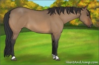 Horse Color:Bay Roan Dun 