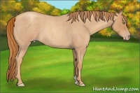 Horse Color:Gold Champagne Roan