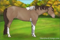 Horse Color:Classic Champagne Tobiano