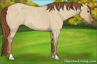 Horse Color:Red Dun Roan