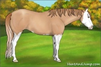 Horse Color:Gold Champagne Roan Splash