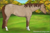Horse Color:Red Dun Roan