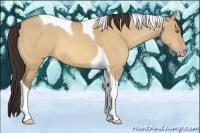 Horse Color:Amber Champagne Dun Tobiano 