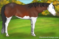 Horse Color:Bay Splash