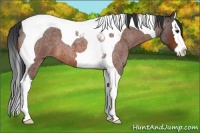 Horse Color:Bay Roan Splash Tobiano
