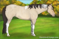 Horse Color:Amber Champagne Roan Dun Tobiano 