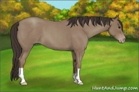 Horse Color:Classic Champagne Roan