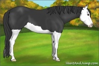 Horse Color:Black Splash 