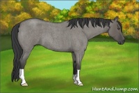 Horse Color:Smoky Grullo Roan 