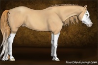 Horse Color:Gold Champagne Splash 