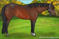 Horse Color:Bay and Bay