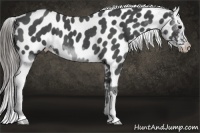 Horse Color:Smoky Blue Roan Near Leopard 
