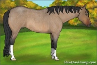 Horse Color:Bay Roan Dun 