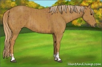 Horse Color:Chestnut and Chestnut