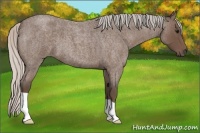 Horse Color:Silver Blue Roan 