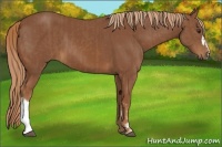 Horse Color:Chestnut  and Chestnut 