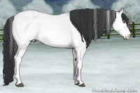 Horse Color:White Spotted Bay Chinchilla  and White Spotted Bay Chinchilla 