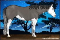 Horse Color:Grullo Splash 