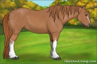 Horse Color:Chestnut and Chestnut