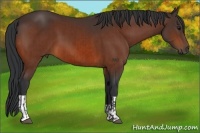 Horse Color:Bay  and Bay 