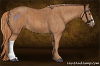 Horse Color:Chestnut  Brindle