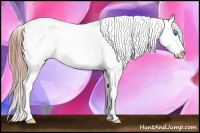 Horse Color:Liver Chestnut Splash Appaloosa 