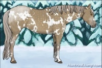 Horse Color:White Spotted Chocolate Palomino Dun 