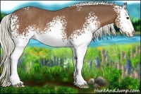 Horse Color:White Spotted Chestnut Rabicano