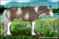 Horse Color:White Spotted Liver Chestnut 
