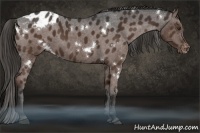 Horse Color:White Spotted Liver Chestnut Varnish 