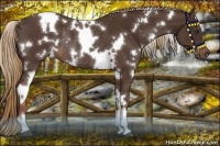 Horse Color:White Spotted Liver Chestnut Rabicano 