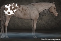 Horse Color:Liver Chestnut Appaloosa