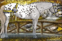 Horse Color:Liver Chestnut Appaloosa 