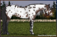 Horse Color:Bay Frame Appaloosa 