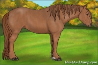 Horse Color:Chestnut  Brindle