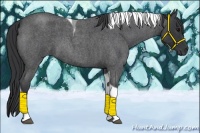 Horse Color:Blue Roan Tobiano