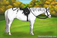 Horse Color:White Spotted Black Splash Frame Appaloosa