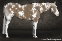 Horse Color:White Spotted Liver Red Dun Splash 