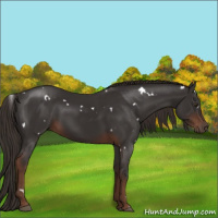 Horse Color:White Spotted Liver Chestnut 
