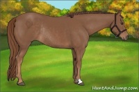 Horse Color:Chestnut Rabicano 