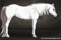 Horse Color:Chocolate Grullo Ice Sabino