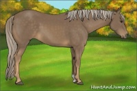 Horse Color:Chocolate Palomino 