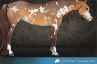 Horse Color:White Spotted Chocolate Buckskin Sabino 