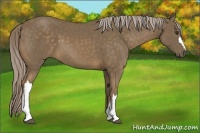 Horse Color:Chocolate Palomino 