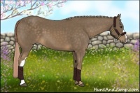 Horse Color:Chocolate Palomino 