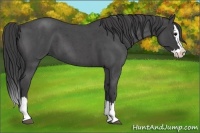 Horse Color:Smoky Blue Roan Splash