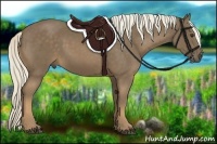 Horse Color:Chocolate Palomino 