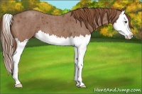 Horse Color:Red Roan Splash 