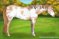 Horse Color:Gold Champagne Frame
